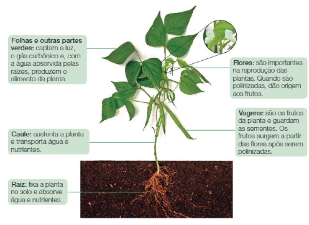 Imagem: Fotografia. Vista frontal de uma planta com folhas triangulares, flores, vagens com sementes e raiz sobre a terra exposta em corte. Ao redor, setas indicam detalhes da planta. Folhas e outras partes verdes: captam a luz, o gás carbônico e com a água absorvida pelas raízes, produzem o alimento da planta. Caule: sustenta a planta e transporta água e nutrientes. Raiz: fixa a planta no solo e absorve água e nutrientes. Flores: são importantes na reprodução das plantas. Quando são polinizadas, dão origem aos frutos. Vagens: são os frutos da planta e guardam as sementes. Os frutos surgem a partir das flores após serem polinizadas.. Fim da imagem.