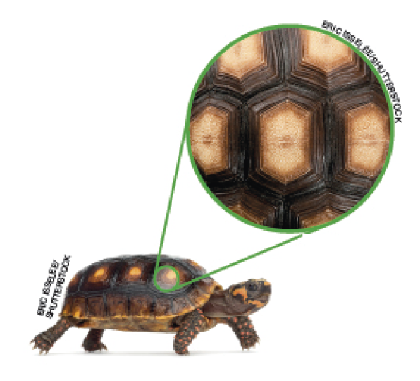 Imagem: 1. Fotografia de uma tarturaga. 2. Destaque para a carapaça formada por hexagonos em tons de marrom. Fim da imagem.