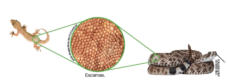 Imagem: 1. Fotografia de uma lagartiza. 2. Fotografia de uma cobra. 3. Destaque para escamas. Fim da imagem.