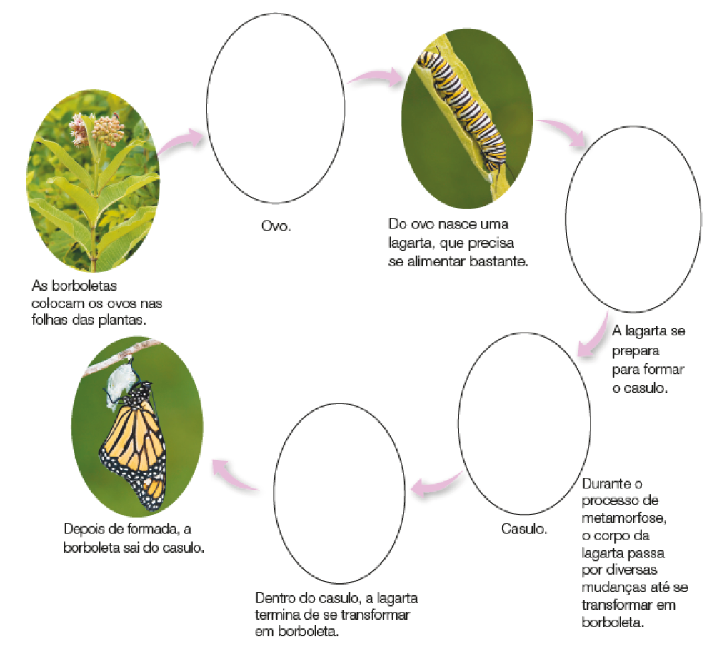 Imagem: Esquema. Fotografias com setas indicando o ciclo. As borboletas colocam os ovos nas folhas das plantas. Fotografia flor com folhas longas. Seta indica: Ovo. _____. Seta indica: Do ovo nasce uma lagarta, que precisa se alimentar bastante. Fotografia de uma lagarta preta, branca e amarela sobre uma folha. Seta indica: A lagarta se prepara para formar o casulo. _____  Seta indica: Casulo. Durante o processo de metamorfose, o corpo da lagarta passa por diversas mudanças até se transformar em borboleta. _____.  Seta indica: Dentro do casulo, a lagarta termina de se transformar em borboleta. _____. Seta indica: Depois de formada, a borboleta sai do casulo. fotografia. Fotografia de uma borboleta com asas amarelas e pretas saindo do casulo. Fim da imagem.