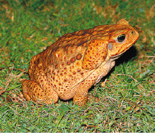 Imagem: Fotografia. Sapo laranja em um gramado. Fim da imagem.