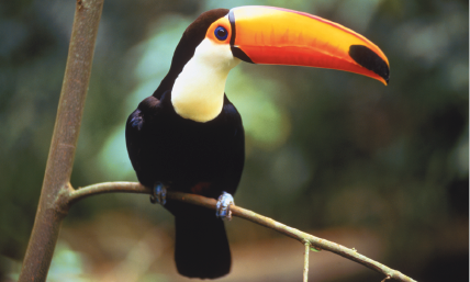 Imagem: Fotografia. Tucano preto com bico longo laranja, pendurado em um galho. Fim da imagem.