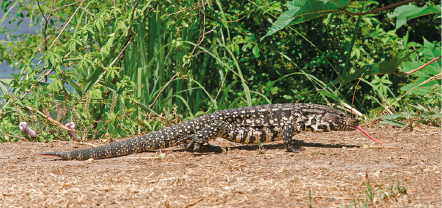 Imagem: Fotografia. Lagarto comprido andando sobre a terra com vegetação ao redor. Fim da imagem.