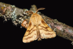 Imagem: Fotografia. Mariposa amarela sobre um galho de árvore com o céu escuro. Fim da imagem.