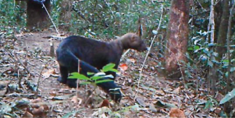 Imagem: Fotografia. Irara, animal de quatro patas cumprido com pelo preto e marrom. Possui rabo largo e longo. Fim da imagem.