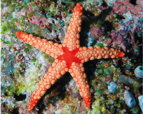 Imagem: Fotografia. Estrela do mar sobre uma pedra. Fim da imagem.