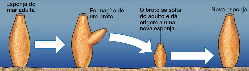 Imagem: Ilustração. Esponja do mar adulta seguindo o ciclo de brotamento. Ao lado, sobre o corpo da esponja sai um broto em formação na lateral. Seta indica o broto no chão, indicando “o broto se solta do adulto e dá origem a uma nova esponja”. Ao lado, esponja grande indica “nova esponja”. Fim da imagem.