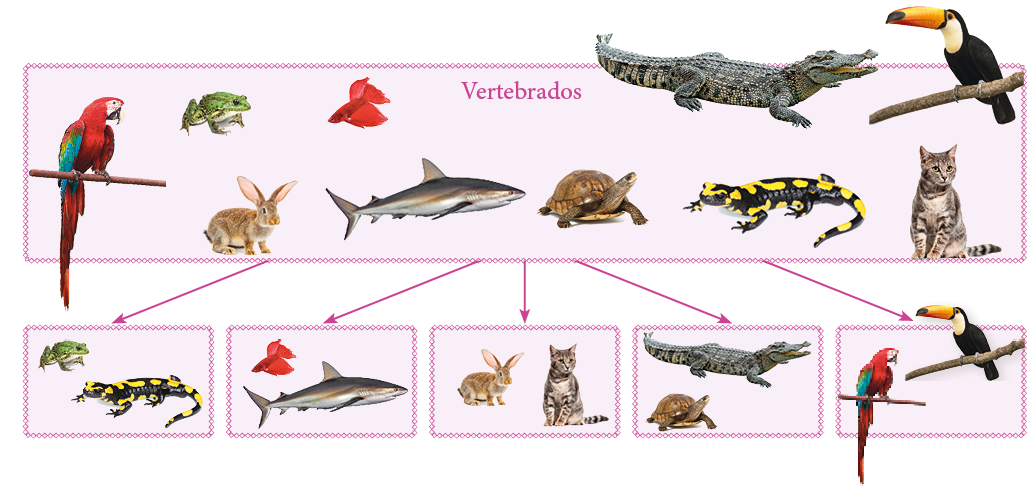 Imagem: Esquema. Quadro indica vertebrados com imagens de animais diversos: arara vermelha, sapo, coelho, peixe, tubarão, tartaruga, jacaré, salamandra, gato e tucano. Abaixo, setas indicam grupos: sapo e salamandra; peixe e tubarão; coelho e gato; jacaré e tartaruga; arara vermelha e tucano. Fim da imagem.