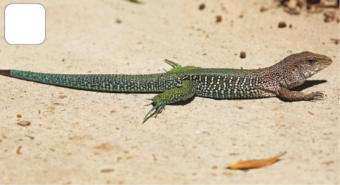 Imagem: Fotografia. Lagarto verde longo sobre a areia.  Fim da imagem.