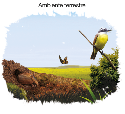 Imagem: Ilustração. Pássaro amarelo com a cabeça preta e asas marrons, pendurado em um galho. Sobre o campo há um tatu e uma borboleta. Fim da imagem.