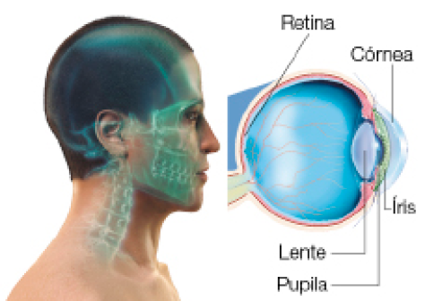 Imagem: Ilustração. Homem em perfil com ossos em destaque por imagem em neon sobressaindo da ilustra-ção. Ao lado, destaque das partes do olho: retina atrás do globo ocular. À frente, lente, pupila, íris e córnea. Fim da imagem.