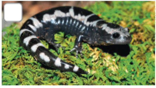 Imagem: Fotografia. Salamandra preta com manchas brancas. Sobre a grama. Fim da imagem.