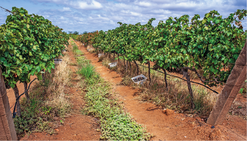 Imagem: Fotografia. Vista de plantação alta de uvas em fileiras. Fim da imagem.