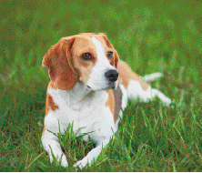 Imagem: Fotografia. Cachorro branco com manchas caramelos. Fim da imagem.