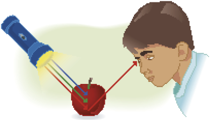 Imagem: Ilustração. Menino de cabelo curto castanho, vestindo camiseta azul. À frente, uma lanterna libera raios azul, verde e vermelho em direção a uma maçã, apenas o raio vermelho reflete em direção ao olho do menino. Fim da imagem.
