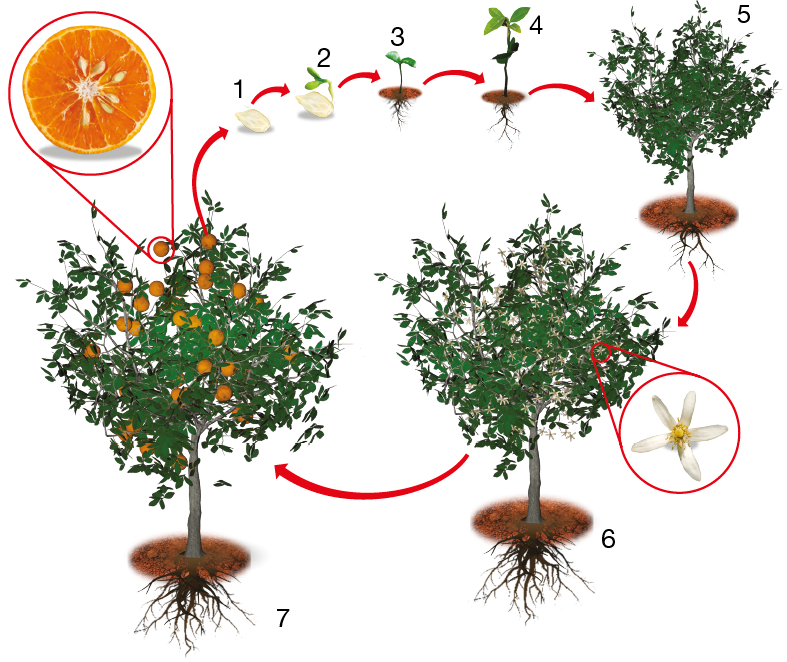 Imagem: Esquema. Ilustração de um processo de crescimento e desenvolvimento de uma laranjeira. Destaque de uma laranja do pé em corte mostrando gomos e sementes. Setas seguem o ciclo: 1 semente; 2 semente germinando com uma pequena folha; 3 muda com folhas e raiz pequena; 4 muda cresce com mais folhas e raiz pequena; 5 árvore cresce; 6 árvore dá flores; 7 árvore dá frutos. Ciclo reinicia. Fim da imagem.