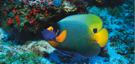 Imagem: Fotografia. Peixe comprido azul, amarelo e verde. Fim da imagem.
