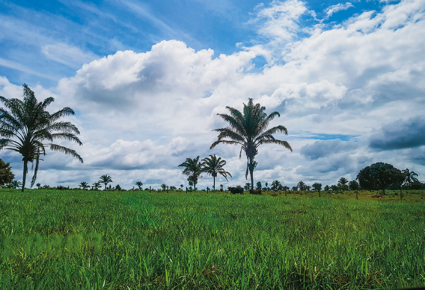 Imagem: Fotografia. Vista de campo aberto com coqueiros e árvores espalhadas. Fim da imagem.