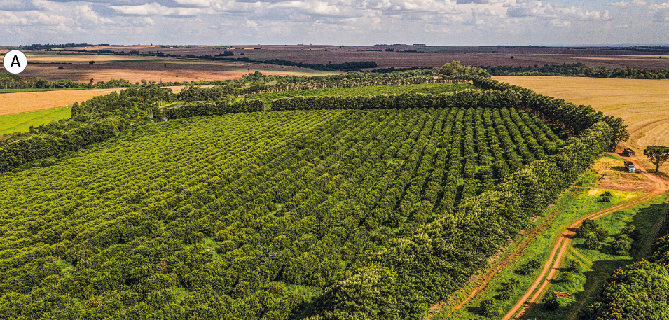 Imagem: Fotografia. A: Vista aérea de um campo de plantação de árvores frutíferas.  Fim da imagem.