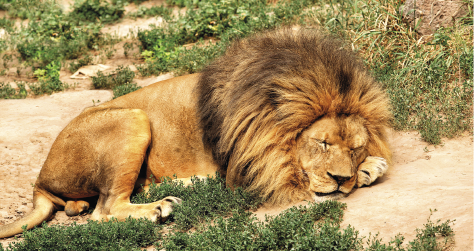 Imagem: Fotografia. Leão deitado, dormindo sobre a terra.  Fim da imagem.