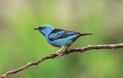 Imagem: Fotografia. Pássaro azul pequeno, empoleirado em um galho de madeira. Fim da imagem.