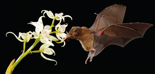 Imagem: Fotografia. Morcego sobrevoando uma flor branca. Fim da imagem.