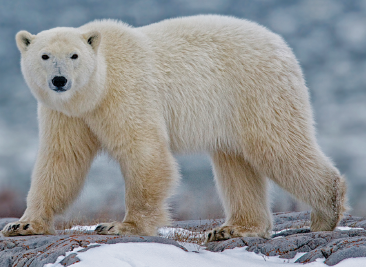 Imagem: Fotografia. Urso polar branco andando sobre a terra. Fim da imagem.