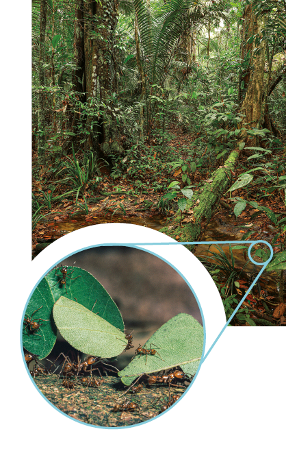 Imagem: Fotografia. Vista frontal de uma floresta com vegetação densa. Ao lado, destaque de uma região do chão com formigas carregando folhas. Fim da imagem.