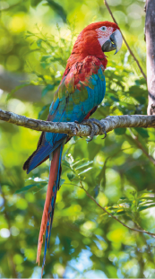 Imagem: Fotografia. Arara-vermelha-grande com penas vermelhas e asas azuis e verdes. Está pendura em um galho de árvore com o céu azul. Fim da imagem.