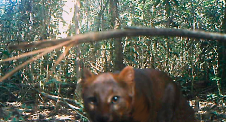Imagem: Fotografia. Gato-mourisco com pelugem marrom e preta, com orelhas e focinho curto. Está andando na floresta. Fim da imagem.