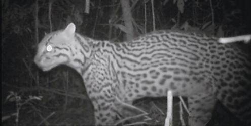 Imagem: Fotografia em preto e branco. Jaguatirica sobre a floresta com pintas sobre o corpo. Possui focinho curto. Fim da imagem.