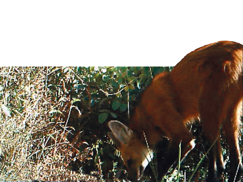 Imagem: Fotografia. Lobo-guará de pernas finas com pelugem laranja e pontas de focinho e patas pretas. Fim da imagem.