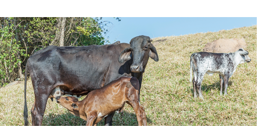 Imagem: Fotografia. Pasto com bezerros ao lado de uma vaca. Um deles está mamando. Fim da imagem.