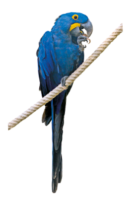 Imagem: 1. Fotografia de um arara azul pousada em um galho. Fim da imagem.