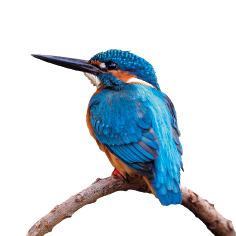 Imagem: 2. Fotografia de um pássaro azul pousado em um galho. Fim da imagem.