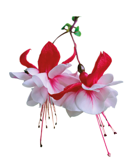 Imagem: A. Fotografia de uma flor branca e vermelha. Fim da imagem.