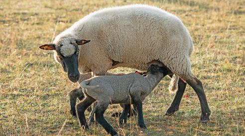 Imagem: Fotografia. Um filhote de ovelha se amamentando na mãe em um campo. Fim da imagem.