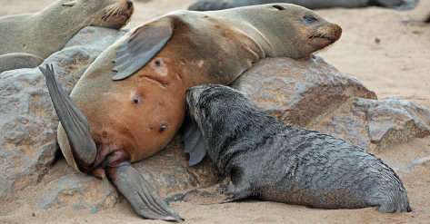 Imagem: Fotografia. Filhote de leão marinho em pedras se amamentando na mãe. Fim da imagem.