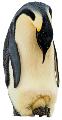 Imagem: Fotografia. Pinguim preto e branco chocando um ovo. Fim da imagem.