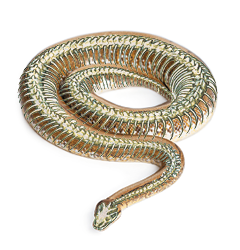 Imagem: Ilustração. Serpente verde enrolada destacando as vertebras. Fim da imagem.