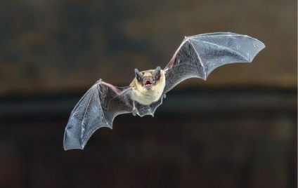 Imagem: Fotografia. Morcego cinza voando sobre o céu. Fim da imagem.