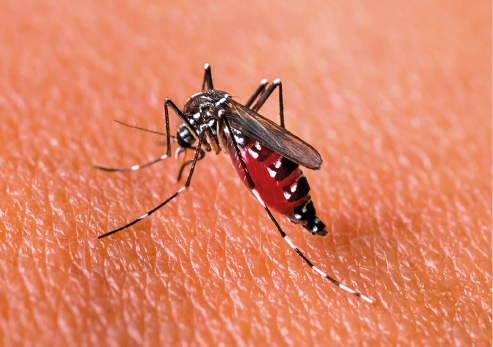Imagem: Fotografia. Mosquito preto e branco com parte do corpo largo e com o interior vermelho. Fim da imagem.