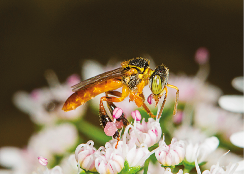 Imagem: Fotografia. Destaque de uma abelha amarela pousada em uma flor branca. Fim da imagem.