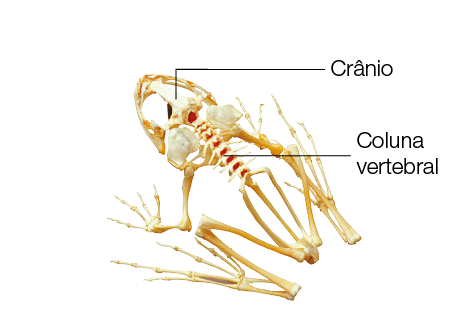 Imagem: Ilustração. Esqueleto de um sapo com crânio largo e coluna vertebral comprida. Fim da imagem.