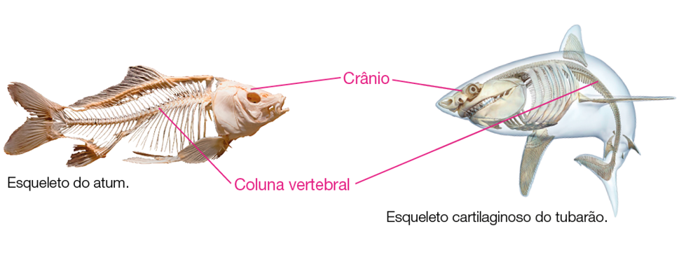 Imagem: Fotografia do esqueleto de atum e o esqueleto de um tubarão. Possuem linhas indicando a coluna vertebral pelo corpo e o crânio na cabeça. Fim da imagem.