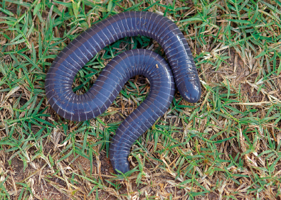 Imagem: Fotografia. Cobra cega preta pelo gramado. Fim da imagem.