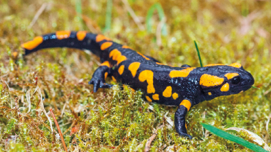 Imagem: Fotografia. Salamandra preta e amarela sobre o gramado. Fim da imagem.