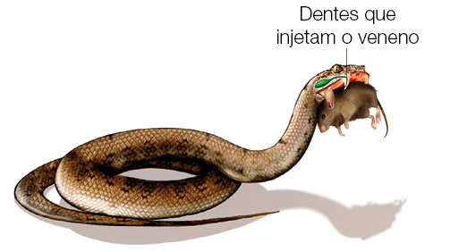 Imagem: Ilustração. Cobra com um rato na boca injetando veneno com as presas. Fim da imagem.