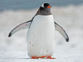 Imagem: Fotografia. Pinguim sobre a neve com as asas abertas. Fim da imagem.