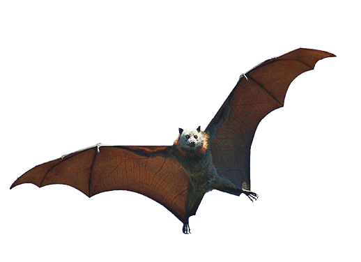 Imagem: Fotografia. Morcego marrom com as asas abertas. Fim da imagem.